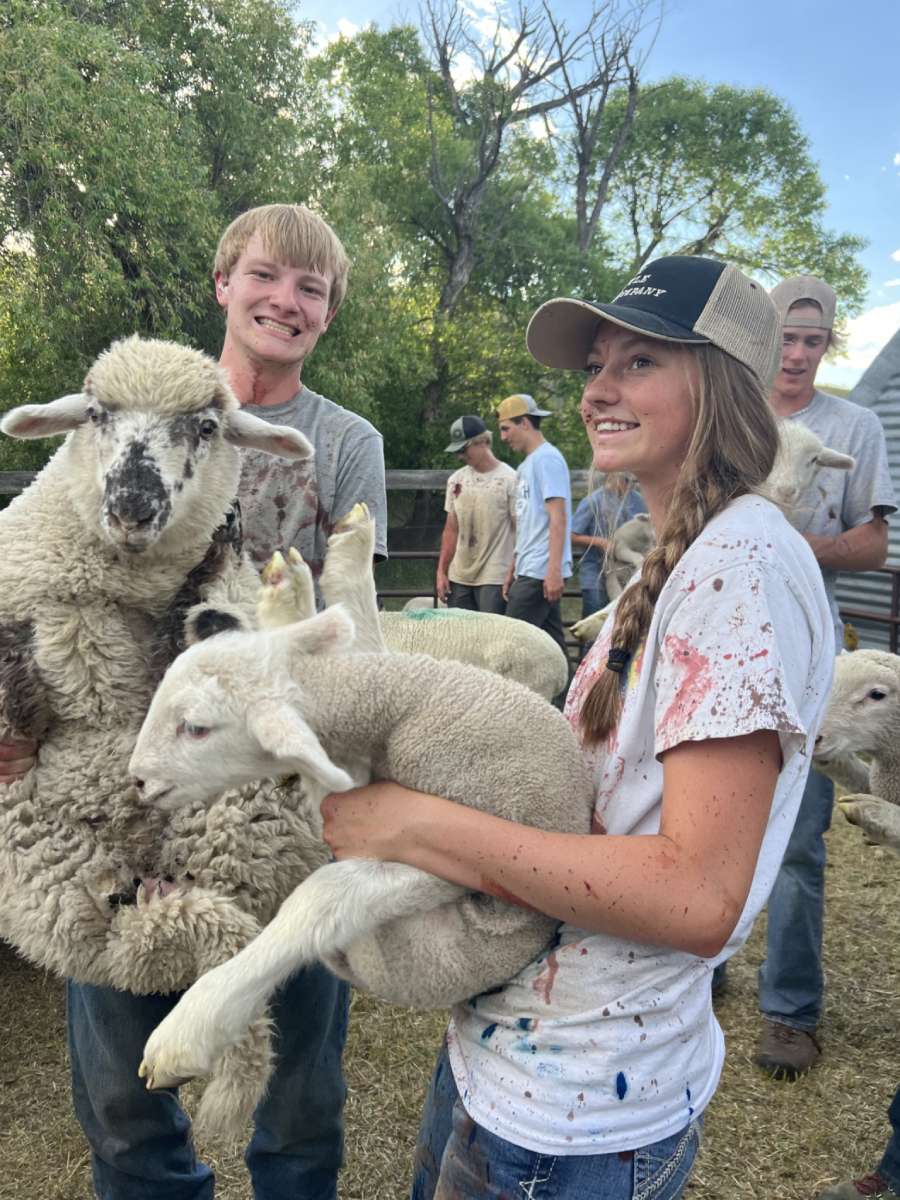 Children holding sheep